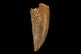 Serrated, Raptor Tooth - Real Dinosaur Tooth #124785-1